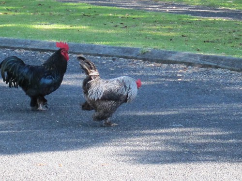Feral roosters