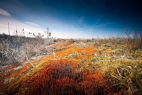 red nature mos landscape moss natuur rood brabant tundra landschap noordbrabant groeningen toendra vierlingsbeek janlinskens vanagram fotoclubvenray