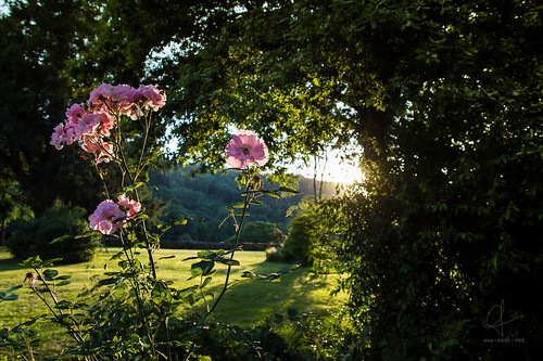 fleurs roses morvan nièvre france crépuscule contrejour plante soir jardin