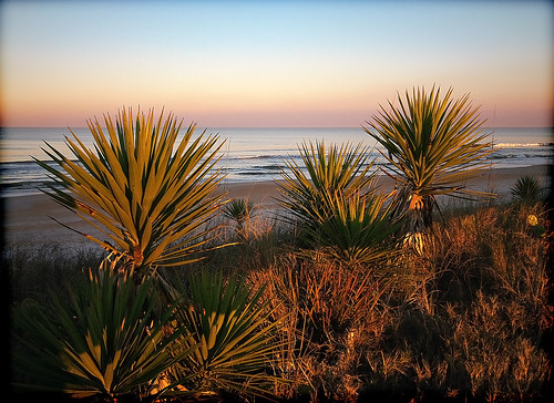 ocean sunset beach palms coast florida atlantic