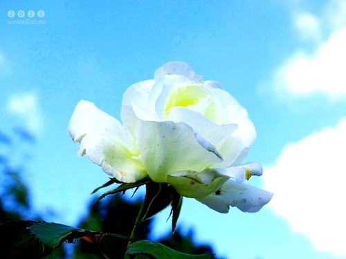 2016 deutschland germany süddeutschland southerngermany schwaben swabia oberschwabenupperswabia schwäbischesoberland badenwürttemberg blume pflanze blüte flower fleur frucht rose rosa