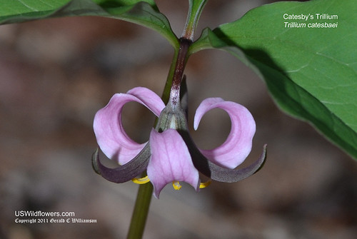 Catesby's Trillium, Bashful Wakerobin, Rose Trillium - Trillium catesbaei