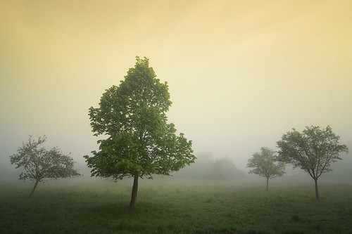 trees mist nature fog landscape deutschland spring nebel natur landschaft bäume frühling niedersachsen hannmünden hemeln