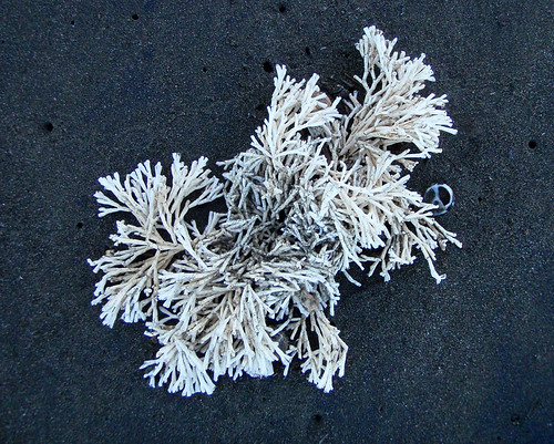 white seaweed on black volcanic sand
