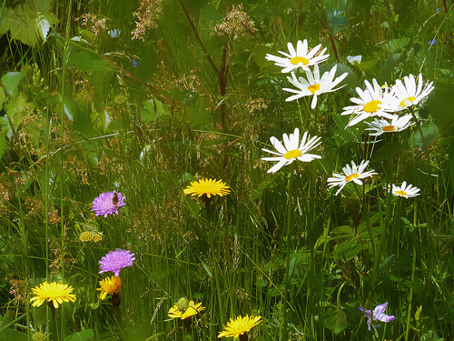 flowers colors grass geotagged austria spring meadow wiese blumen wildflowers frühling styria wenigzell hansimwinkel sommersgut