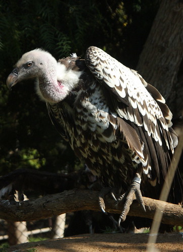 birds vulture wildanimalpark zoos sandiegosafaripark
