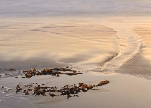 ocean california sunset seaweed beach pool sand soft surf tide pacificocean kelp carmel understated curve contemplative subtle rivulet meditative tideline carmelbeachcitypark photocontesttnc12