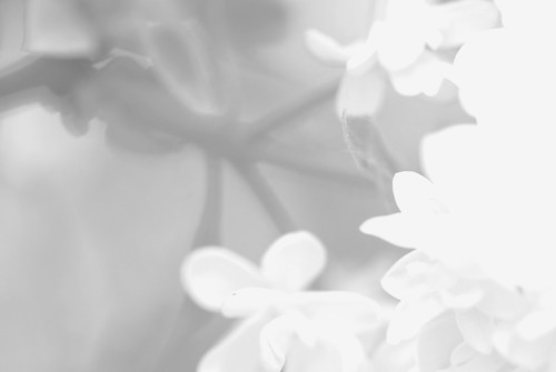 white plant flower nature lilac april 2011 realityimagination renateeichert resilu