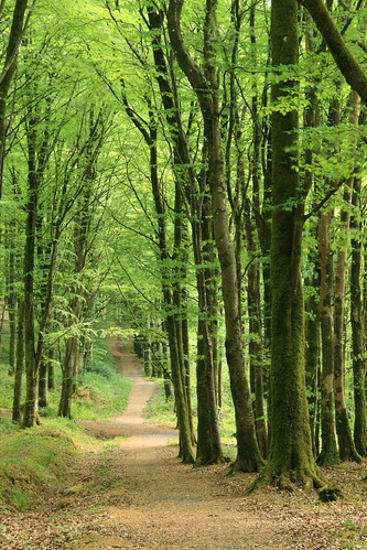 ireland forest track westmeath mullaghmeen