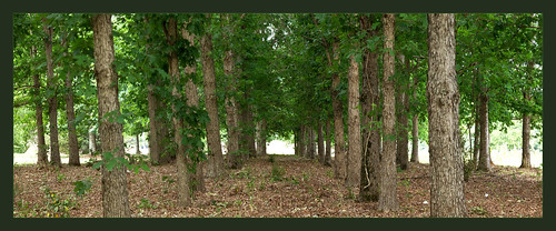 olympus zuiko treefarm e5 whiteoak zd 1454mm treeparts project365144