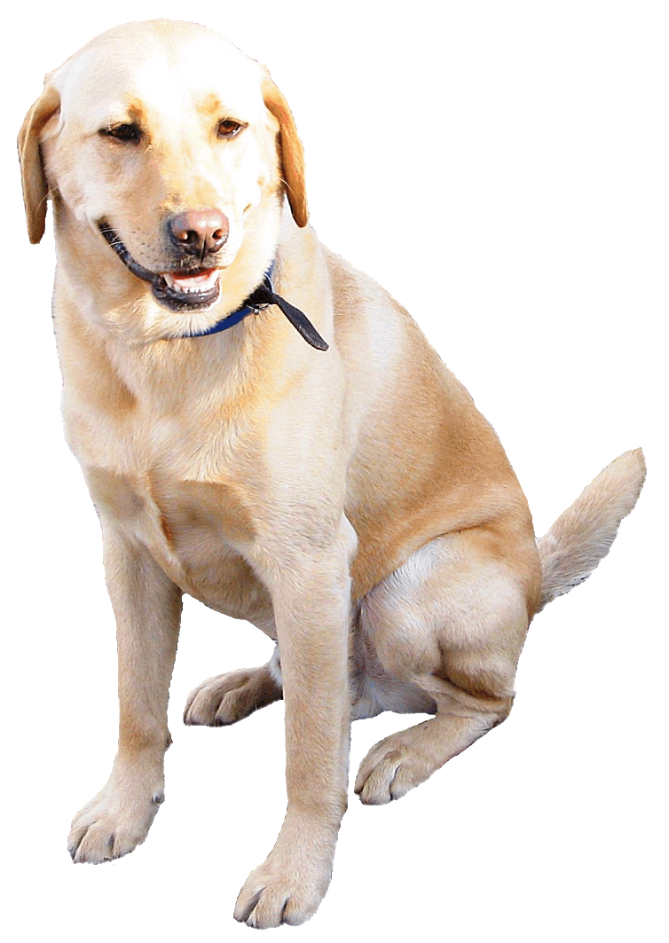 Labrador dog, sitting, clipart lge 15 cm | Flickr - Photo ...