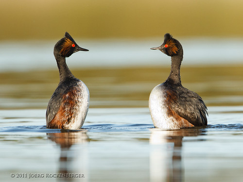 california usa lake nature birds action mountainview earedgrebe courtshipdisplay shorelinelake