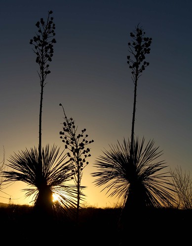 arizona usa flickr unitedstatesofamerica sunsets seeds gps succulents 2011 soaptreeyuccayuccaelatapalmilla camcanonrebelt3i