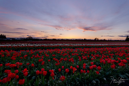 pink sunset red sky color oregon landscape colorful tulips tulip pacificnorthwest tulipfield tulipfestival redtulips woodburn tulipfest tulipfields colorfulsunset oregonsunset woodburnoregon dansherman pacificnorthwestlandscape prettysunset oregonflower tulipgardens oregonflowers oregontulipfestival oregontulips woodenshoetuilpfestival pacificnorthwestphotography pacificnorthwestsunset rowsoftulips prettylandscape woodburnoregontulipfestival tulipsunset tuliprows danshermanphotography danshermanphotographycom