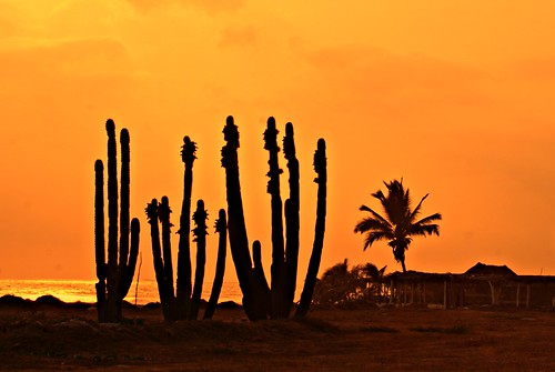 camping sunset shadow sea cactus sun tree beach palms mexico amazing sand shadows mexican palmtree stunning michoacan palmera ticla atardercer laticla