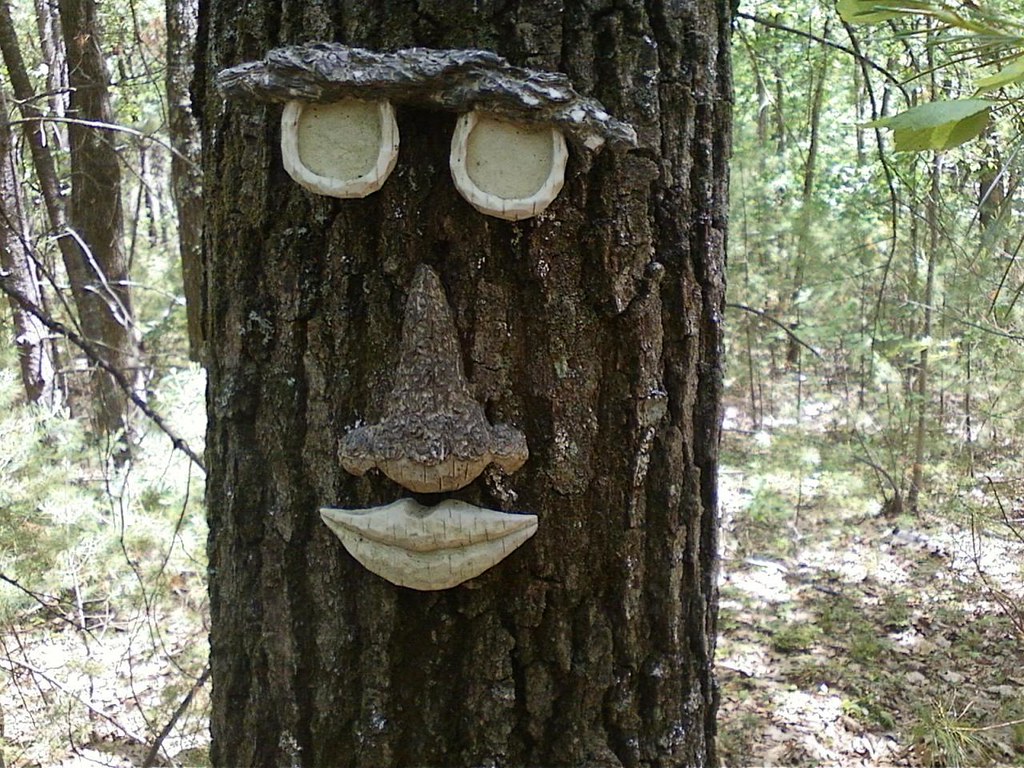 Face in the Woods