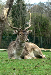 Sitting Stag