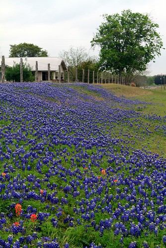 flower geotagged texas bluebonnet wildflower indianpaintbrush texaswildflowers geo:lat=30197182094019364 geo:lon=964875026699753