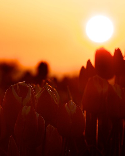 festival sunrise tulips mount tulip vernon