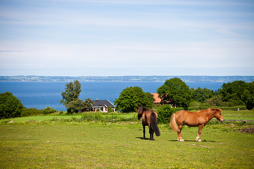 sea horse brown field skåne couple sweden f80 arild skåne 2011 skälderviken canoneos5dmarkii ¹⁄₂₅₀sek ef2880mmf284lusm
