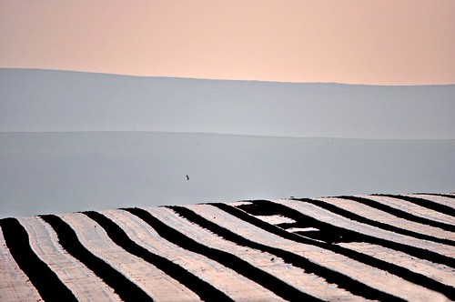 sun field sunrise fence landscape geotagged dawn stripes plastic crop commute pennines edenvalley peewit geo:lat=5481516407984578 geo:lon=27787549742049578