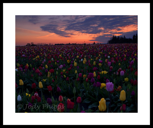 oregon sunrise spring tulips farm blooms woodenshoetulipfarm woodburnoregon