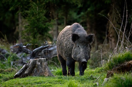 wood sunset nature geotagged wildlife natur wald boar wildschwein wildpig abendlicht geo:lat=48017989879941496 geo:lon=10005612878356942