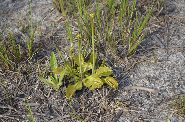 Photograph of a cluster of Venus flytrap plants growing out of sandy soil. The Venus flytrap has leaves that are open but can close together like a mouth.