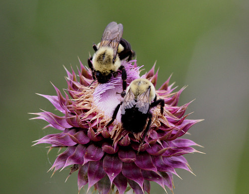 insect iowa bee bumblebee hamiltoncounty hymenoptera bombusimpatiens commoneasternbumblebee booneforkswildlifearea