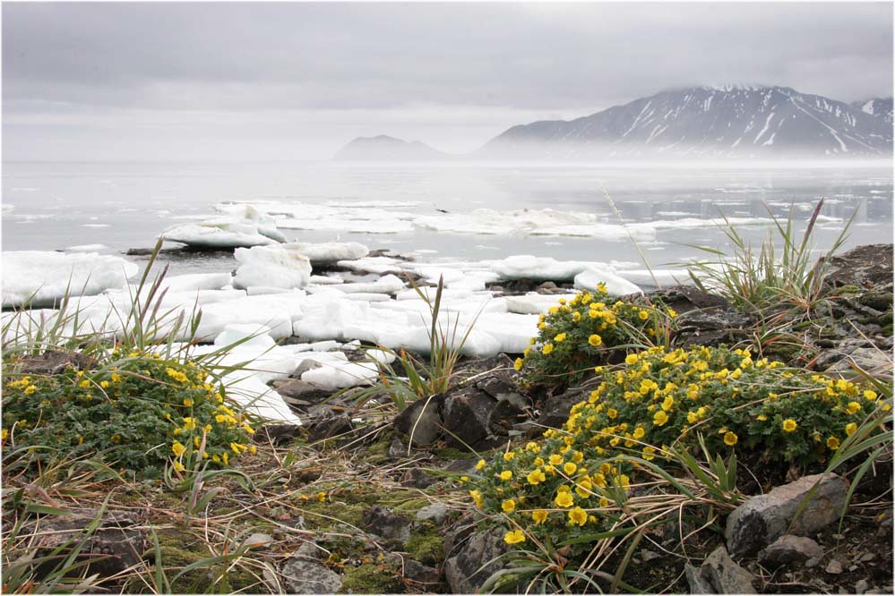 Цветущая тундра весной. Чукотка тундра цветет. Чукотка Арктика. Арктическая Прибрежная тундра.