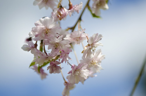 Cherry blossoms 2