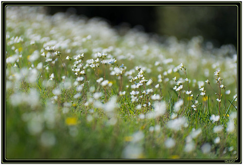 france nature fleur pentax prairie blanc saxifrage ardèche