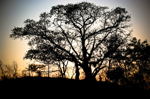 sunset tree silhouette sunsetbehindtree