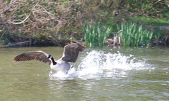 Canada Geese in England