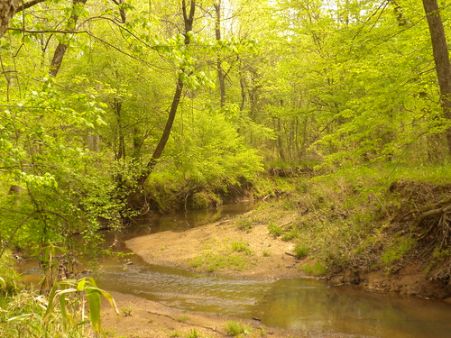 trees water cane creek forest flow woods stream bottom sandbar lancaster piedmont shrubs wetland wooded creel floodplain taxahaw sylcan