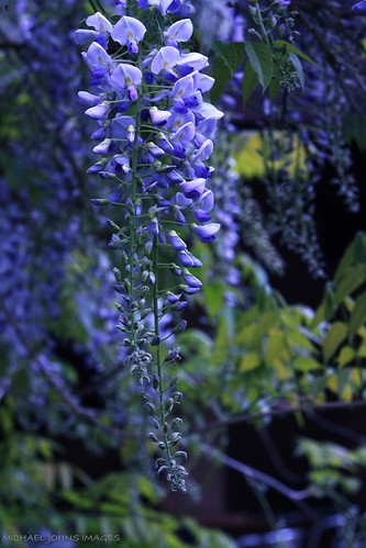 camera blue ireland summer dublin flower colour macro green art love nature leaves canon photo flickr view bokeh best explore fragrance