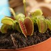 Photo: Venus Fly Trap (unspecified)