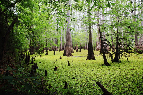 swamp cypress algae oldsalem cypressknees newtoncountytexas