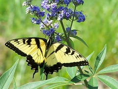 male eastern tiger swallowtail butterfly on Vitex