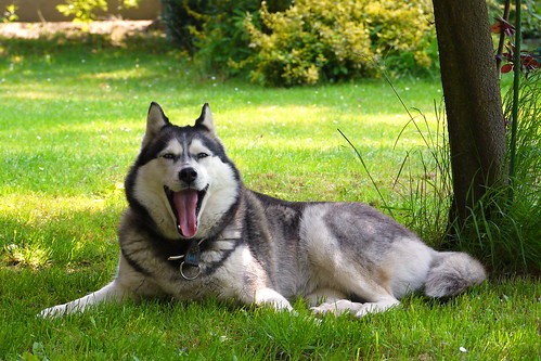 shadow summer portrait dog hot ice grass lens lumix husky europe w lawn poland panasonic pies portret syberian vario trawa lato gf1 gorąco szarka хаски haski trawnik 45200 лайка сибирский gorące niwki sibirskiy ceiniu