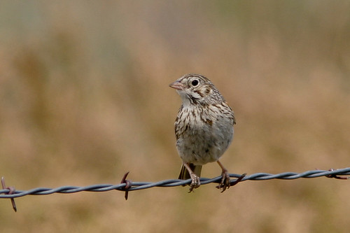 california birds newworldsparrows buntingssparrowsandallies