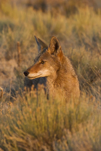 coyote sunset newmexico coyotes canislatran