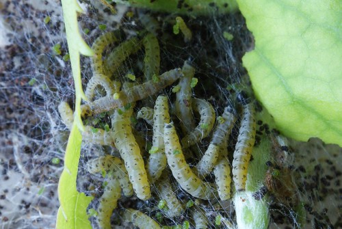 Yponomeuta rorrella larvae