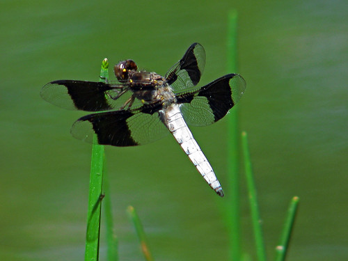 insect dragonfly lydia libellula odonata commonwhitetail tcon17