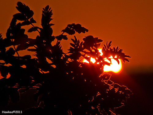 light sunset red orange sun silhouette april belmonte mygearandme panasoniclumixfz45 hawkea