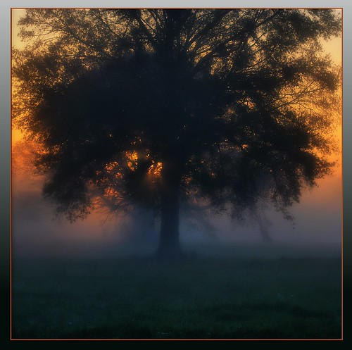 travel trees mist nature fog sunrise mississippi carriere