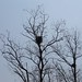 Tree with bird's nest