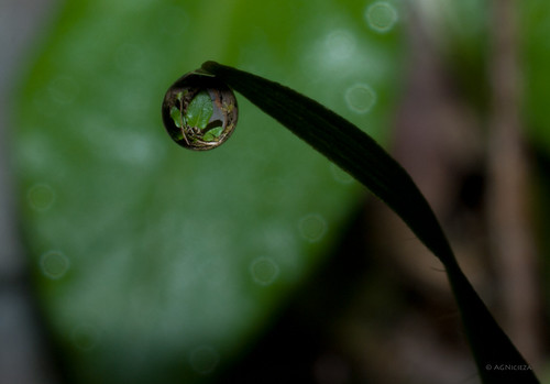 light macro green water droplets shadows bokeh explore refraction smcpentaxda35mmf28