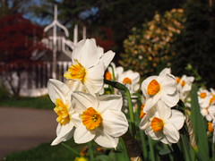 Daffodils at the Aviary in Cannizaro Park, Wimbledon
