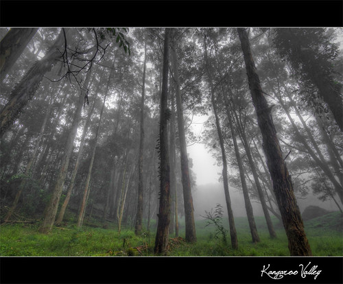 trees mist hdr kangaroovalley